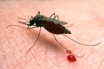 Anopheles Gambiae Mosquito Anopheles Gambiae Mosquito